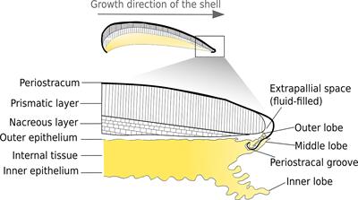 Frontiers | Step in Time: Biomineralisation of Bivalve's Shell